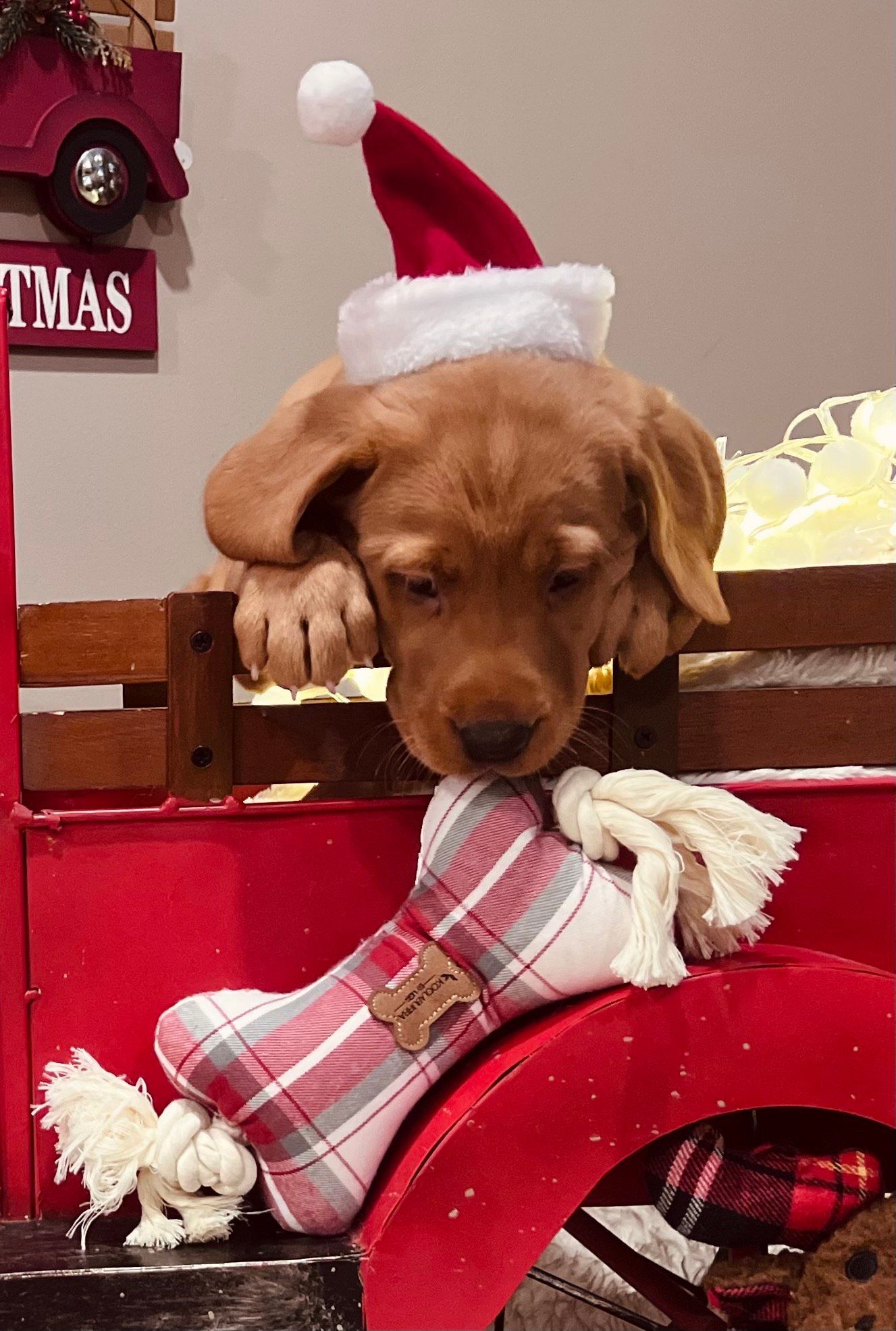 Brown puppy in Santa hat leans on a red wagon, with a bone-shaped toy.