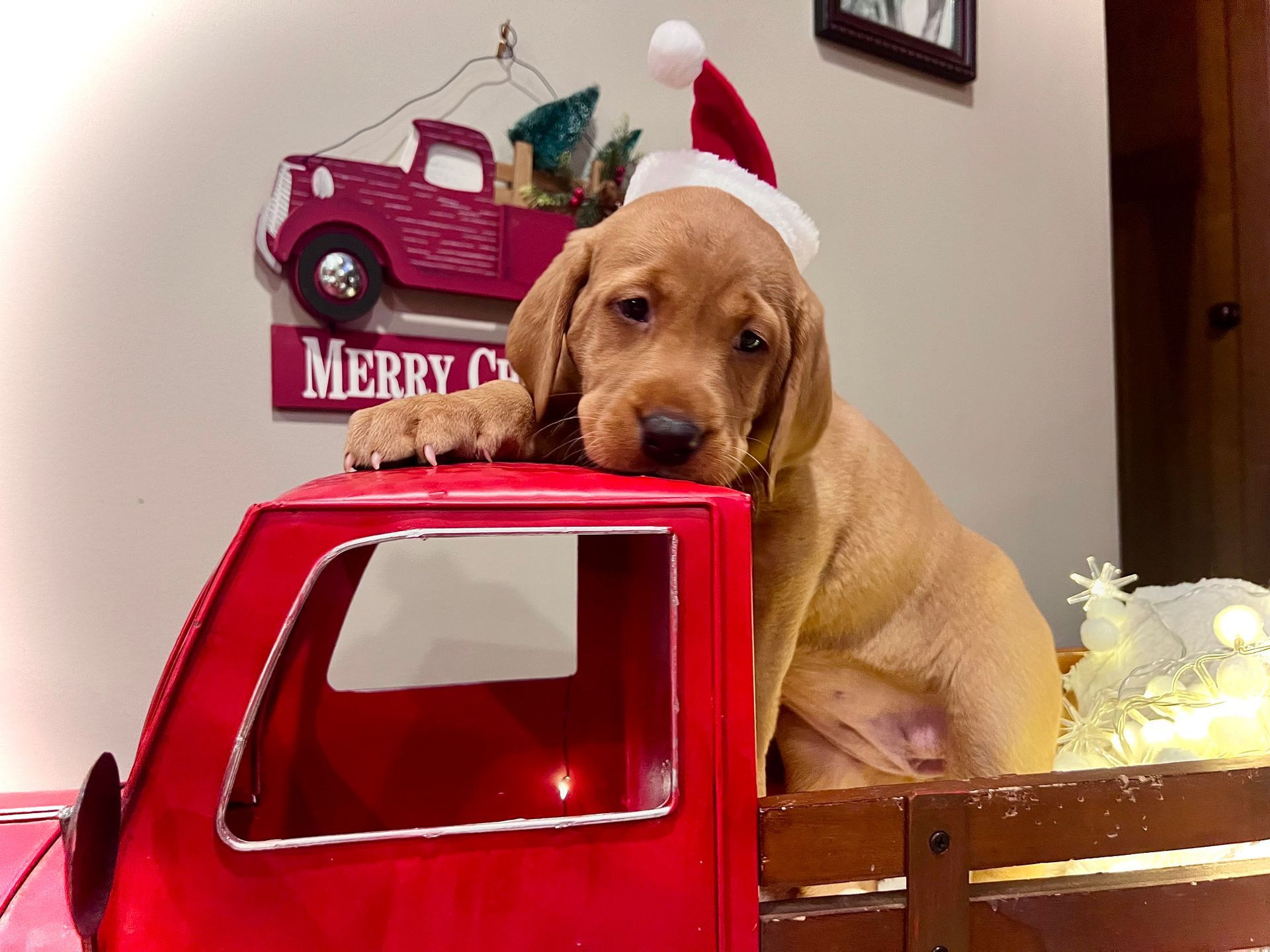 Puppy wearing Santa hat sits in a red toy truck, Christmas decoration in the background.