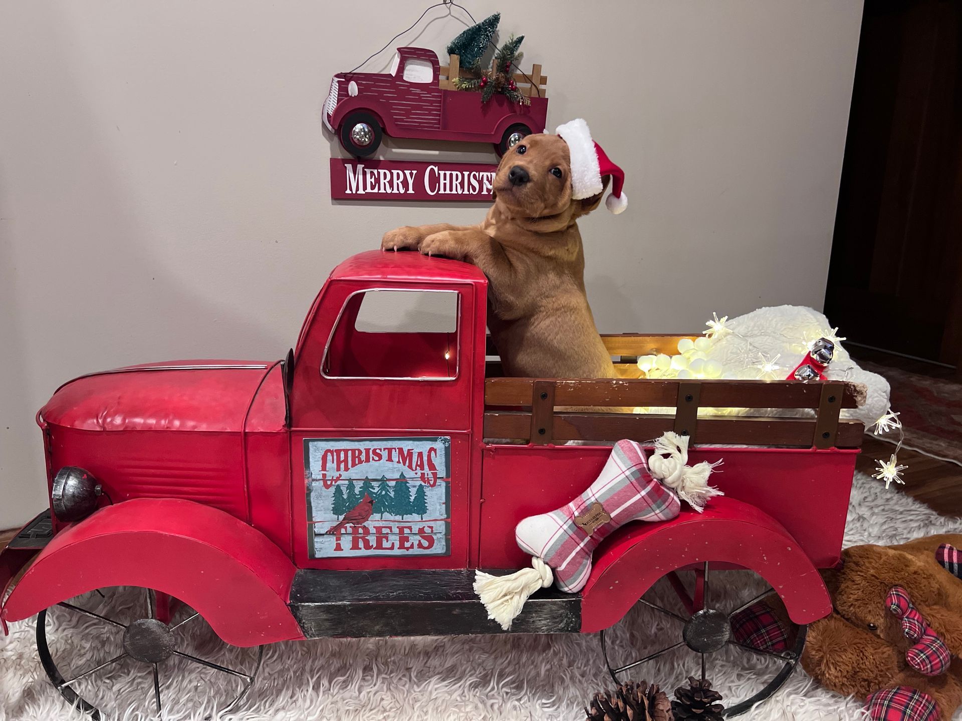 Golden dog in a Santa hat sits in a red Christmas truck, against a backdrop with a