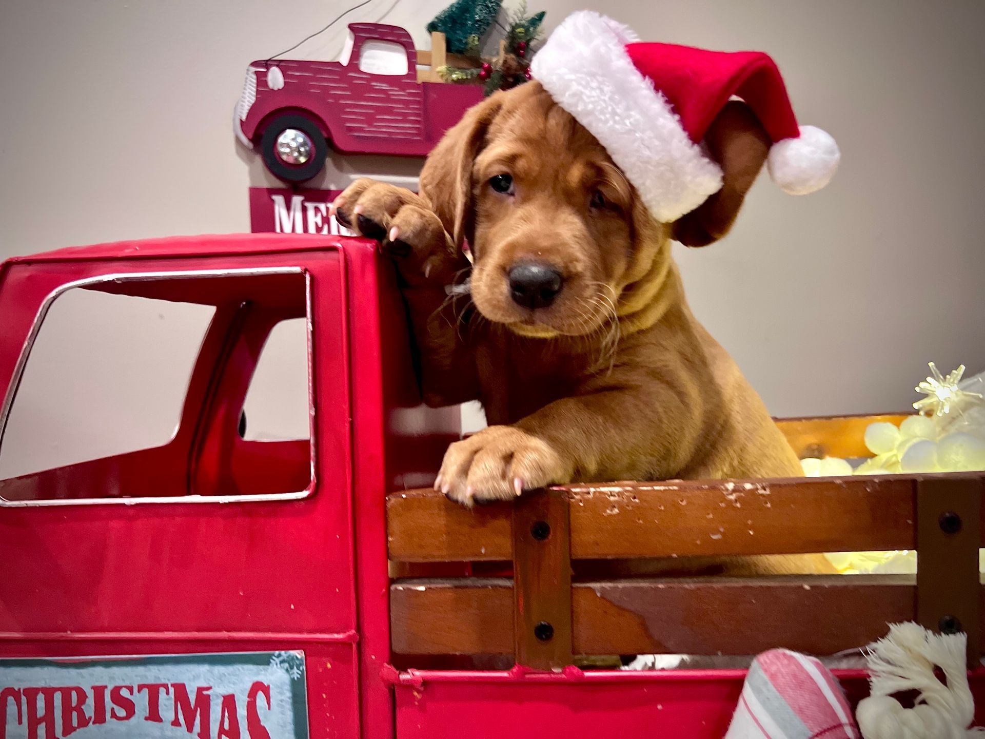 Puppy in Santa hat, inside red toy truck with Christmas decorations.