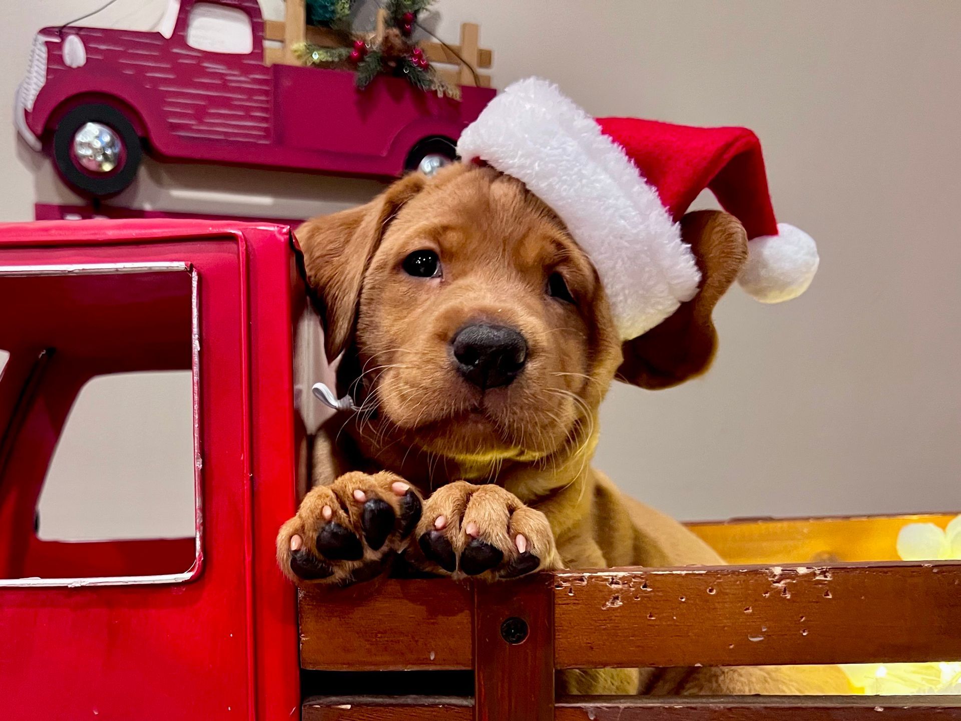 Brown puppy wearing a Santa hat, peeking over the side of a red toy truck.