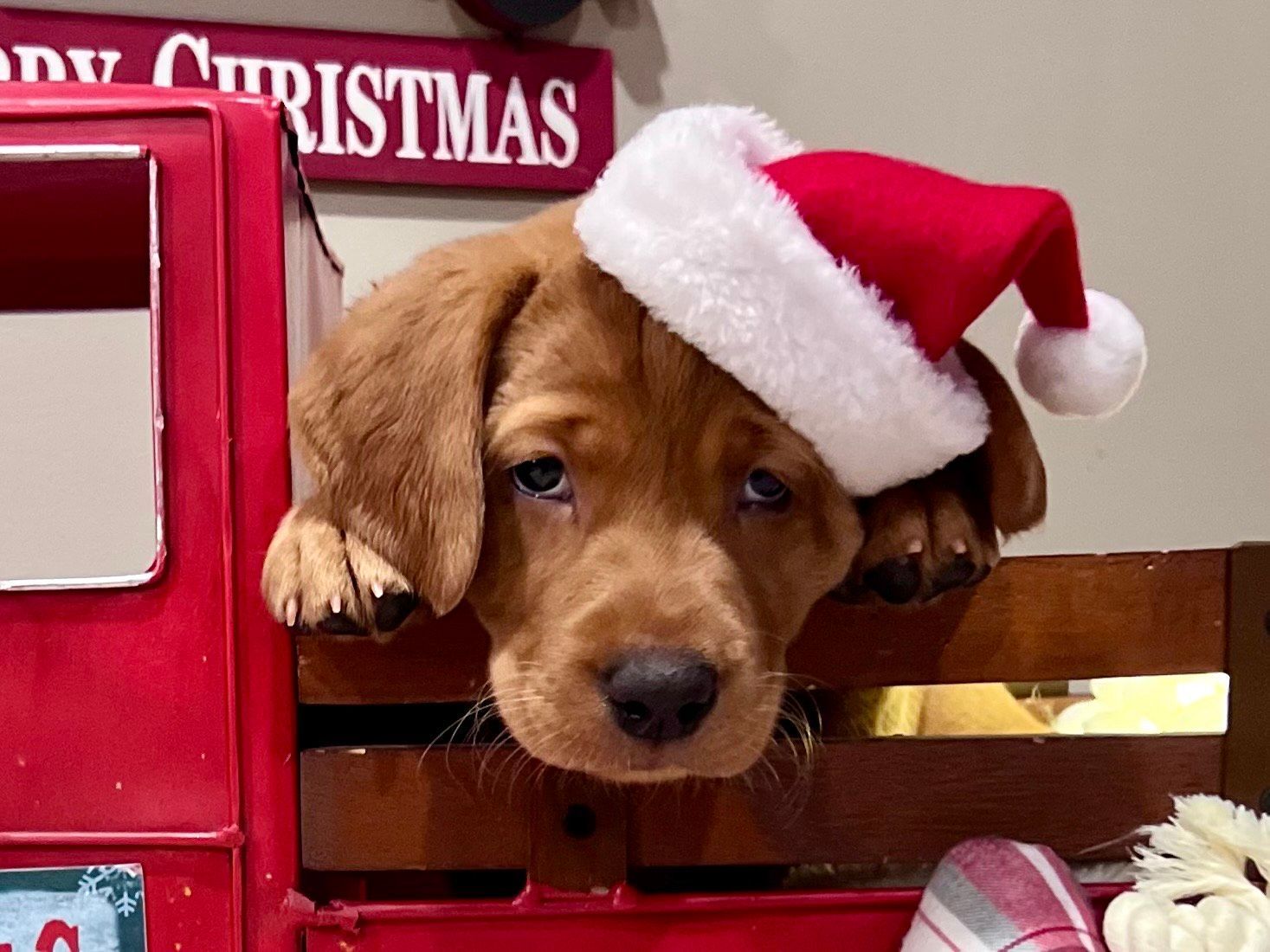 Brown puppy wearing a Santa hat peeking over the side of a red toy truck.