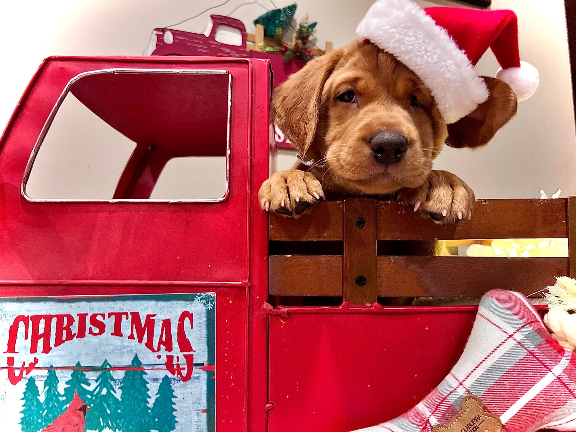 A puppy wearing a Santa hat peeks over the side of a red Christmas truck.
