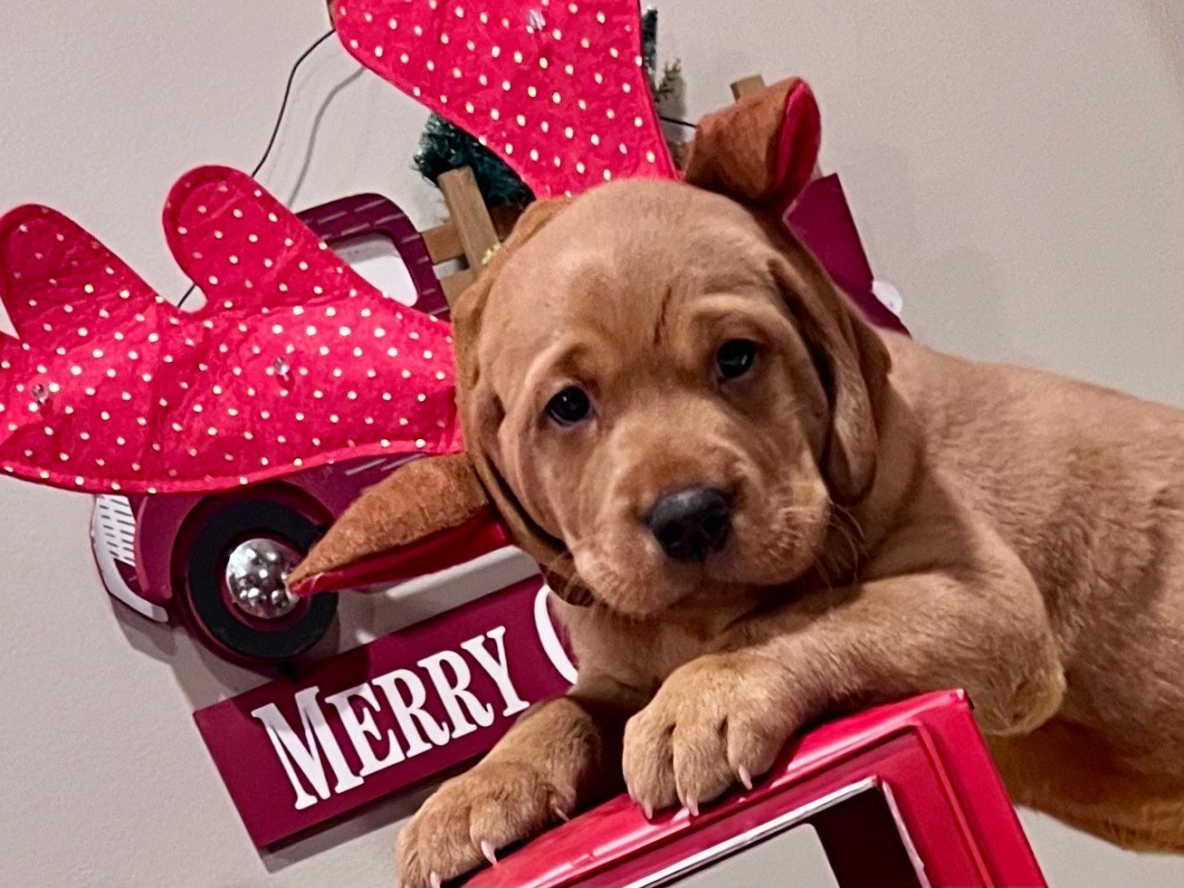 Golden puppy wearing a Christmas bow, resting on a