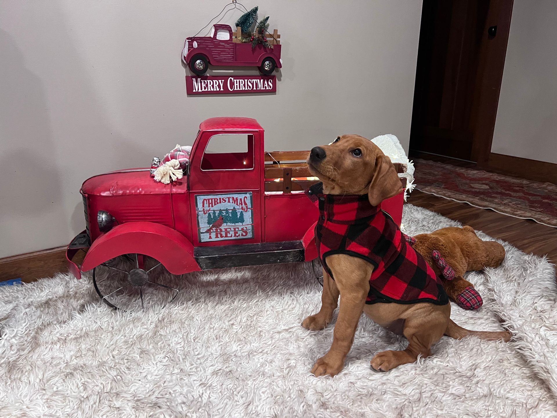 Red-coated puppy wearing plaid jacket sits by red truck Christmas decoration on fluffy rug.