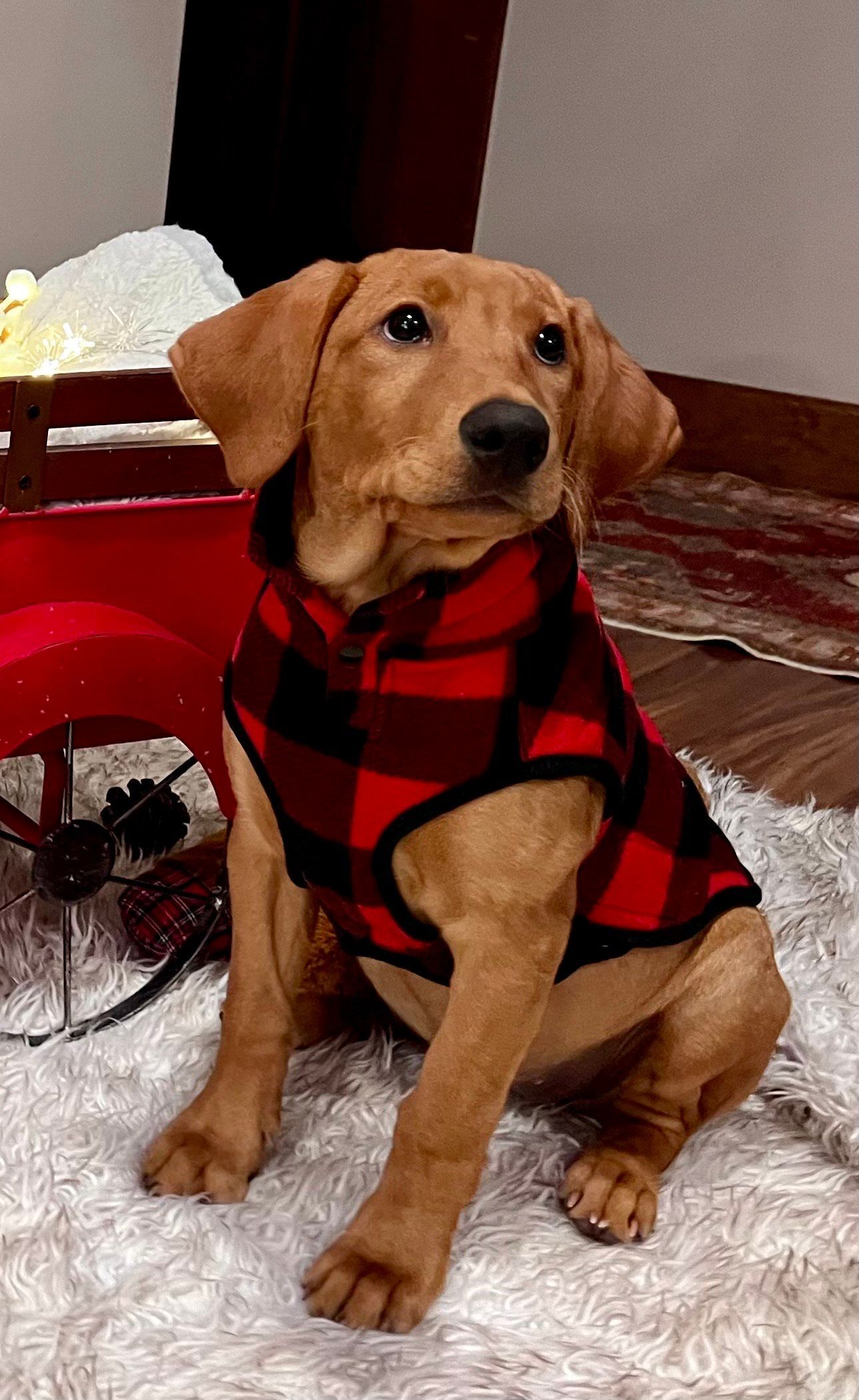Golden-brown puppy wearing a red and black plaid jacket, sitting on a fluffy white rug, looking up.