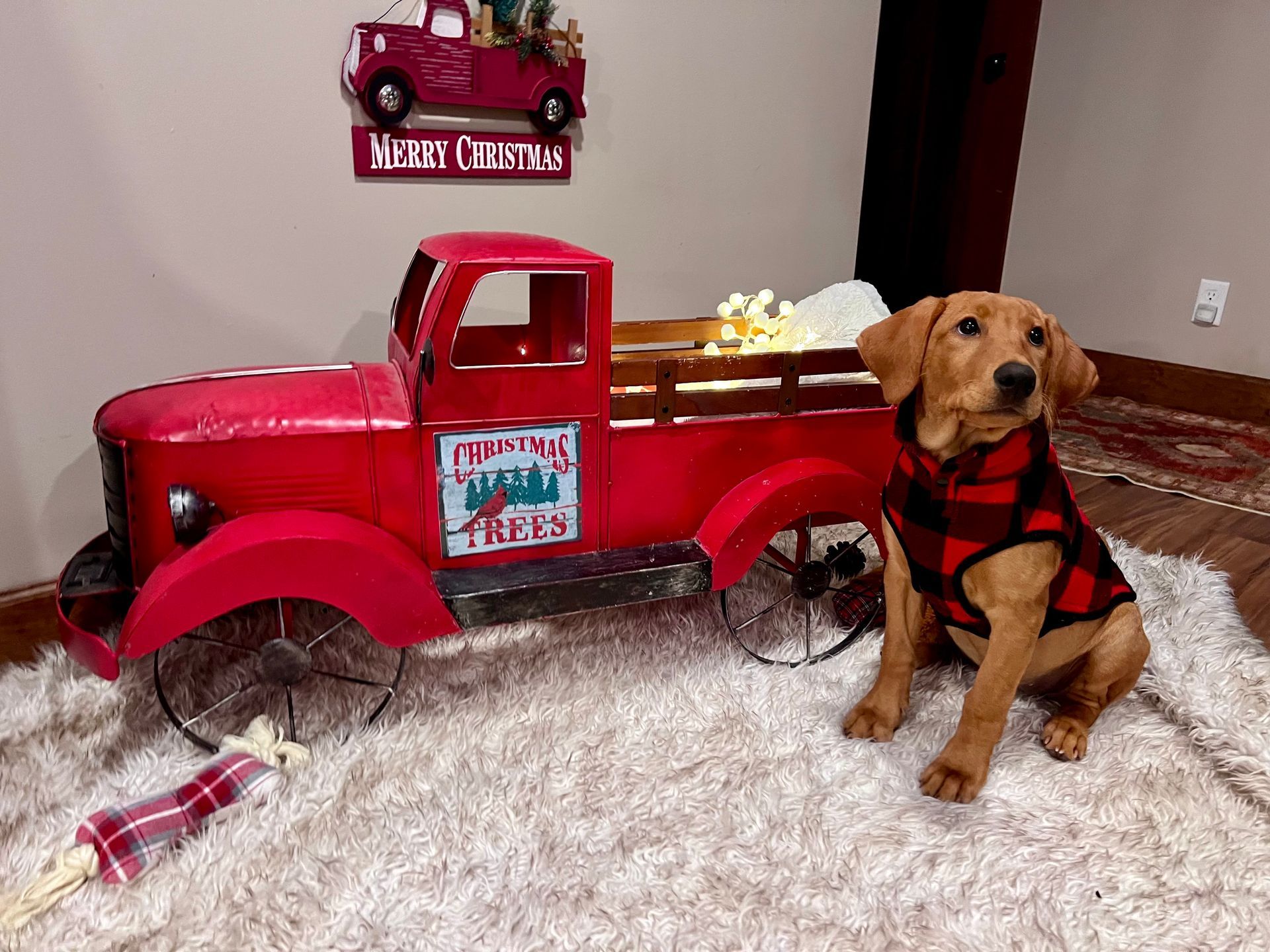 A golden Labrador puppy wearing a plaid vest sits beside a red vintage truck on a fluffy rug.