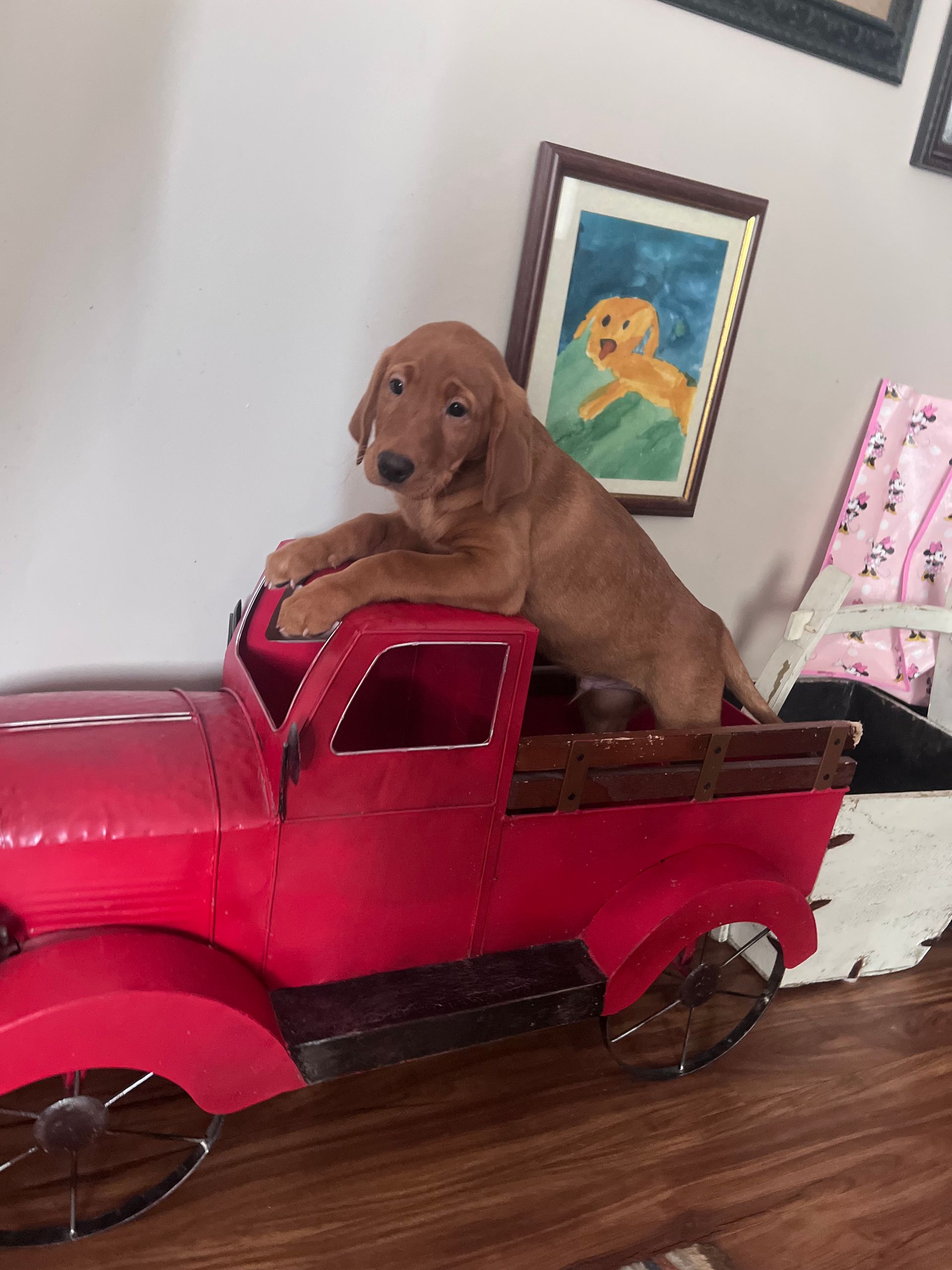 Brown puppy in a red toy truck, looking at the camera.