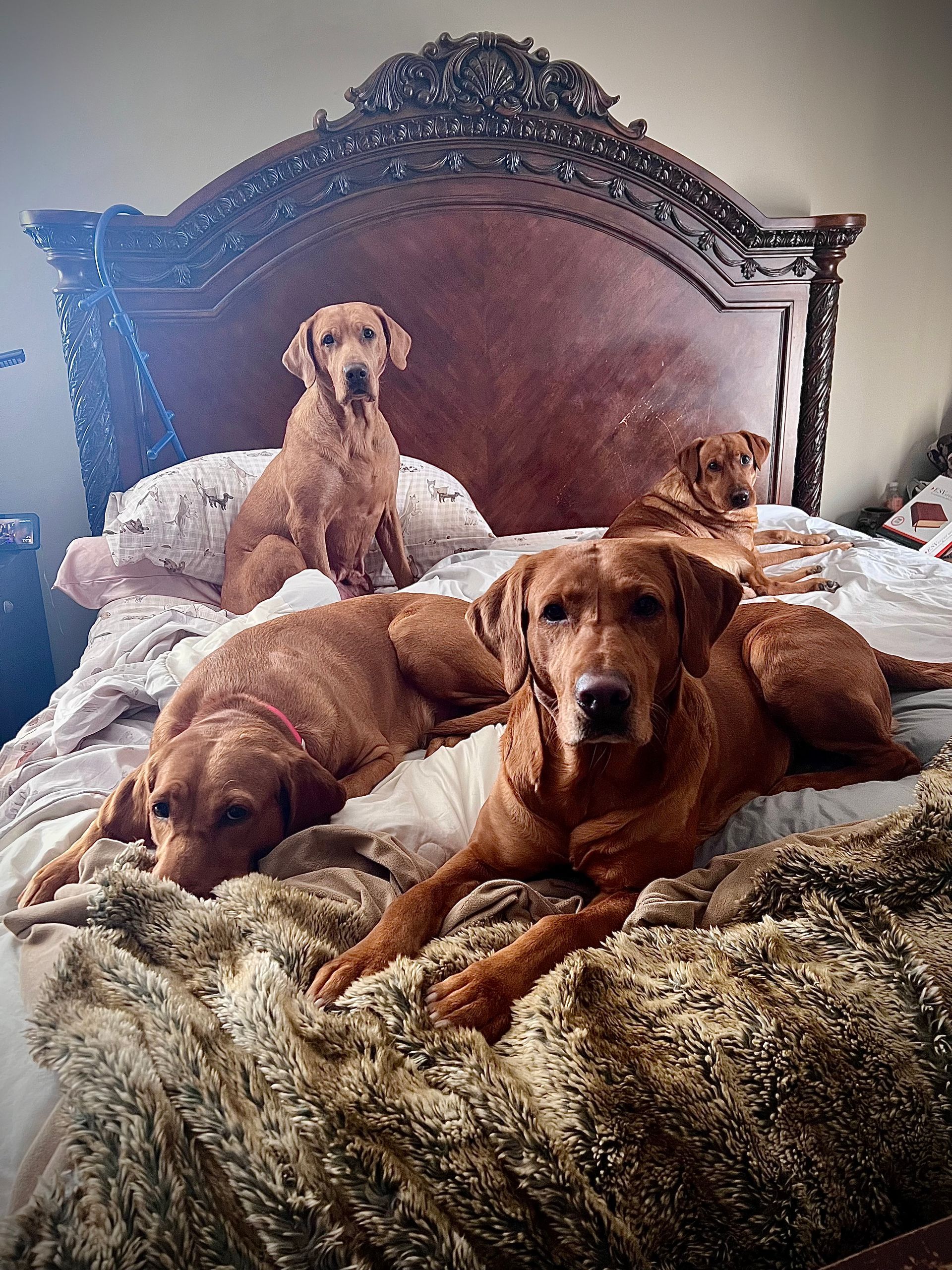 Four reddish-brown dogs on a bed with a detailed headboard; two lying down, two sitting up.
