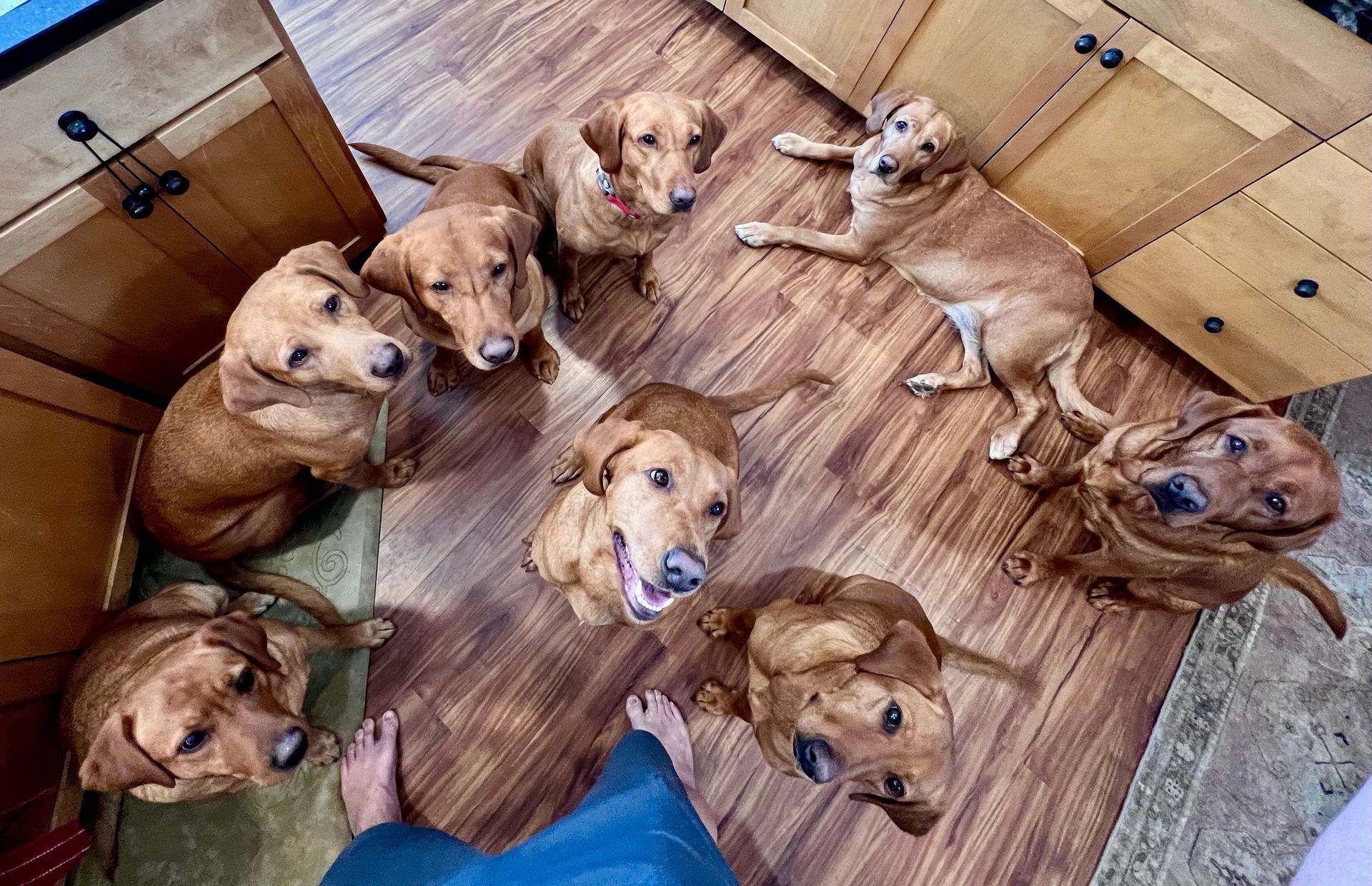 Seven golden Labrador retrievers looking up in a kitchen with a person's feet visible.