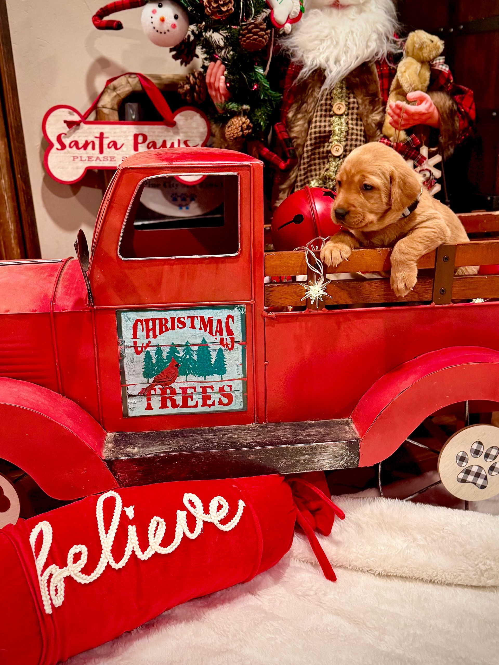 Puppy in red truck with Christmas decorations, including Santa figure and stocking that reads