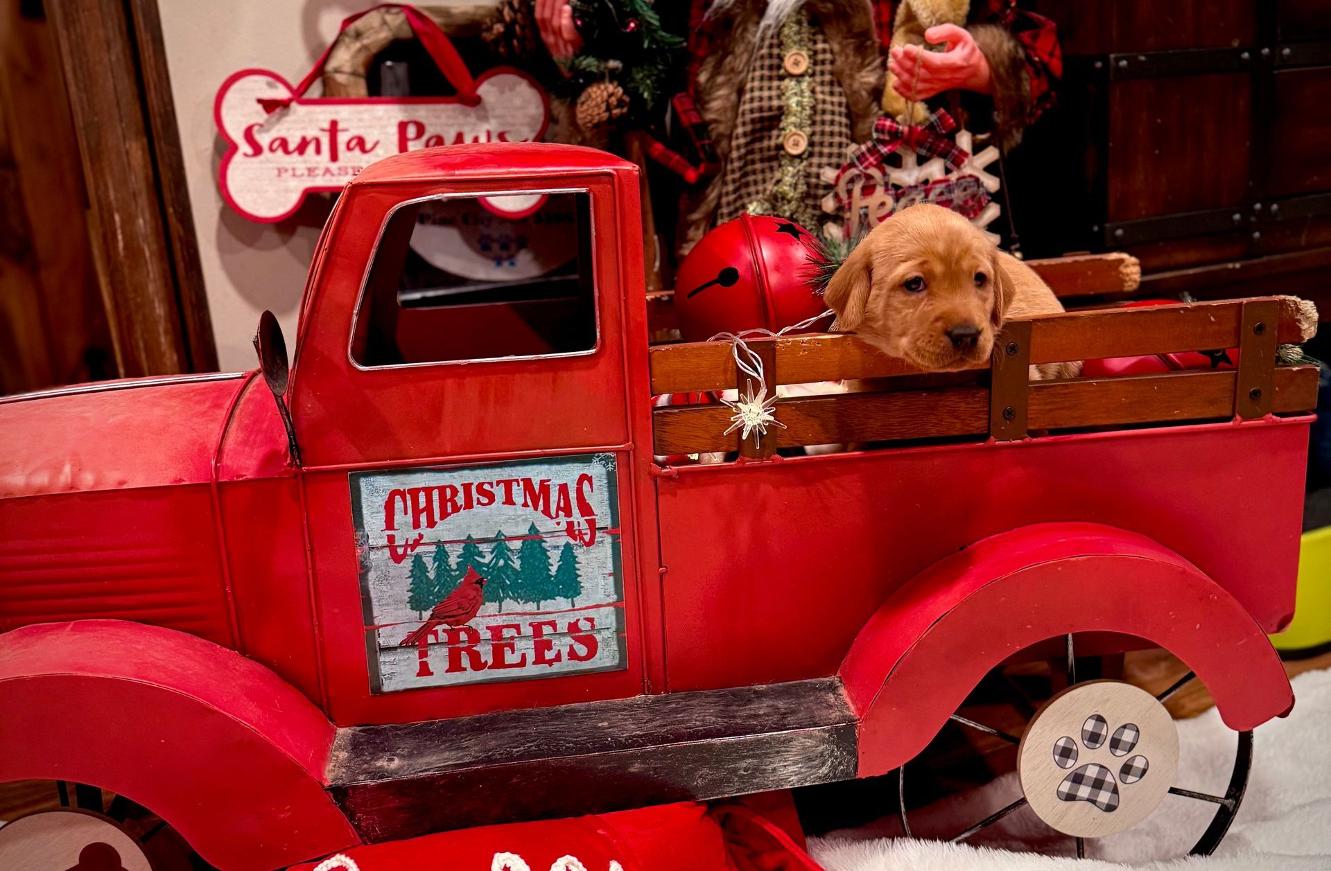 Puppy in red toy truck with Christmas tree sign.