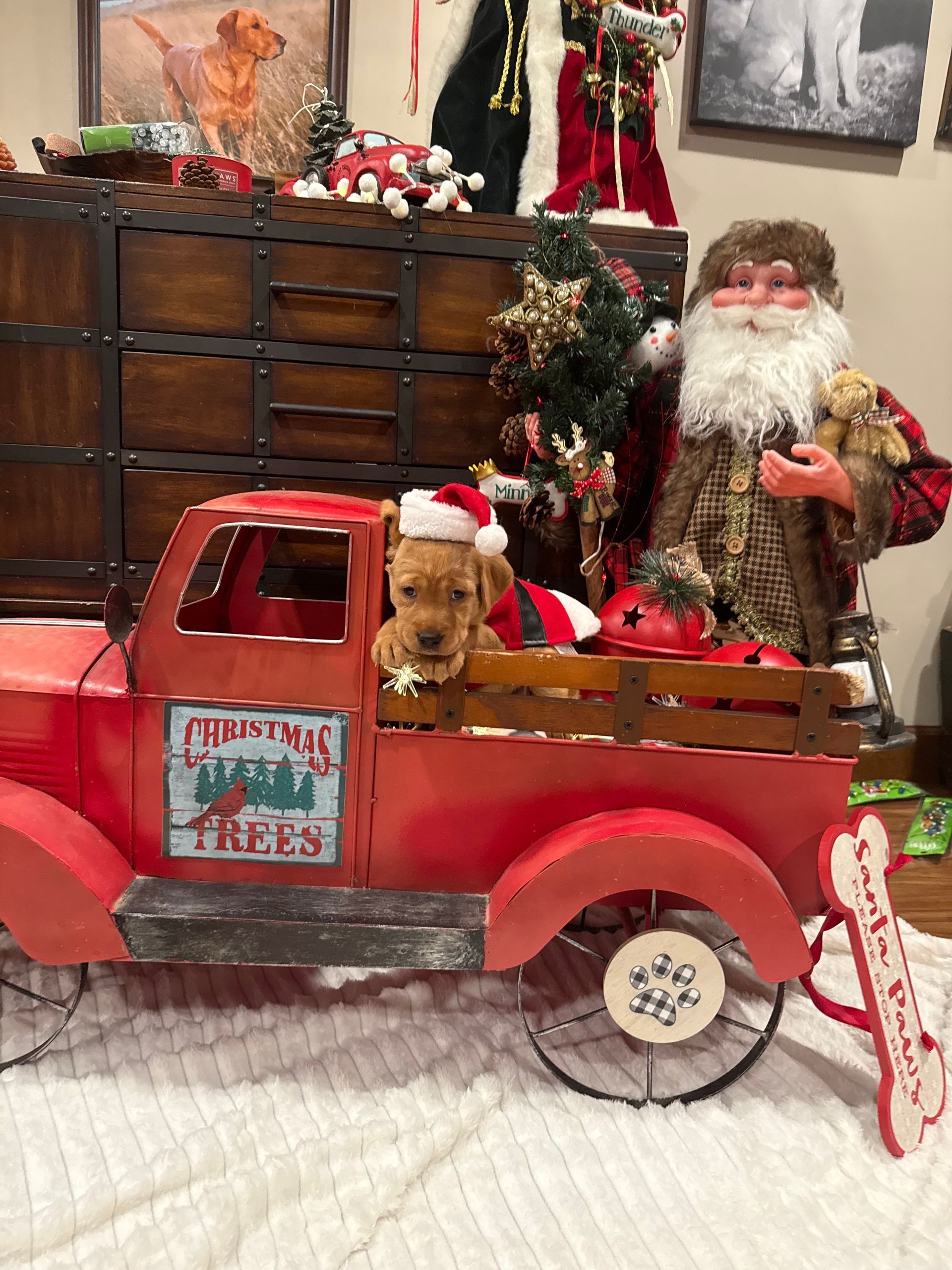 Puppy wearing Santa hat sits in a red truck decorated for Christmas.