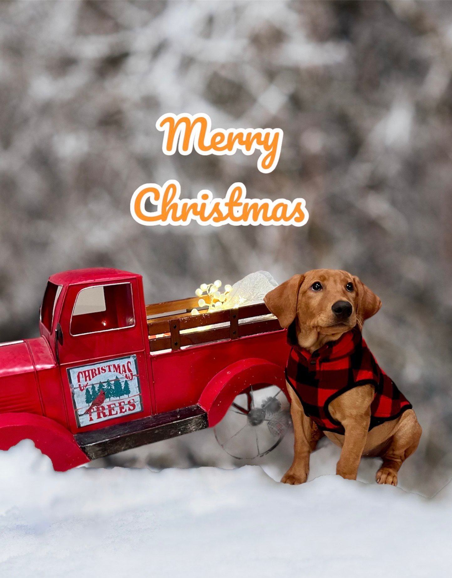 Red truck with a dog wearing a plaid jacket in the snow; text says