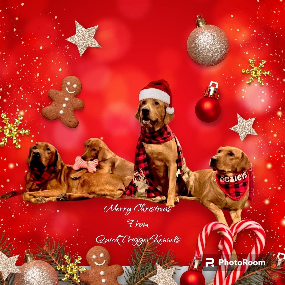 Four golden retrievers in Christmas attire against a festive red backdrop.