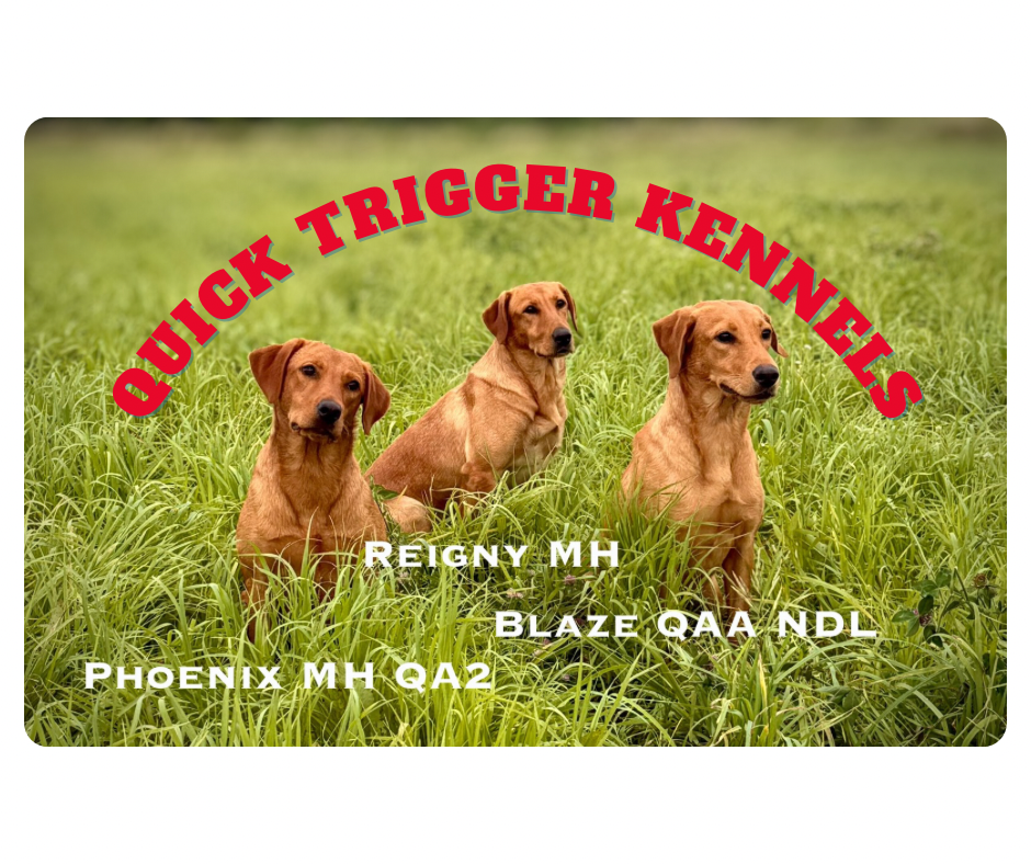 Three golden retrievers in tall grass; text reads 