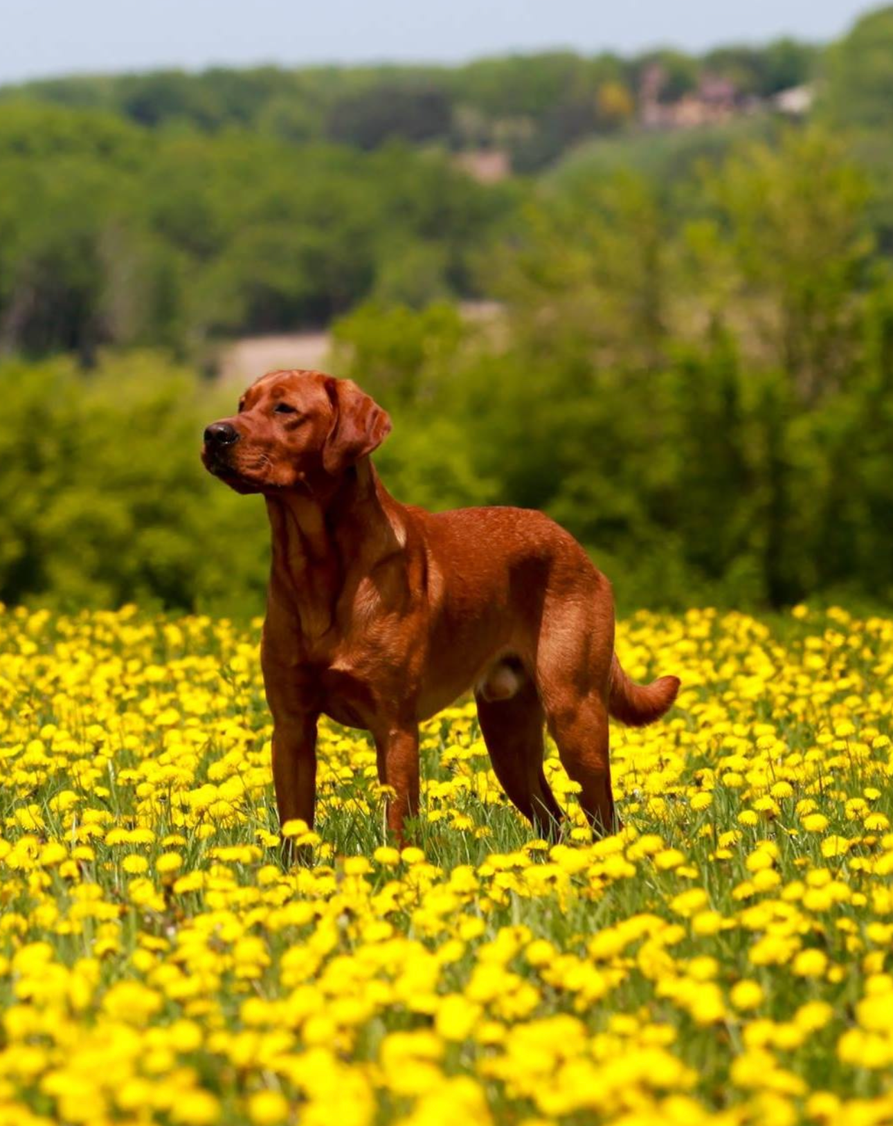 Red Labrador standing in a field of yellow dandelions, looking to the left.