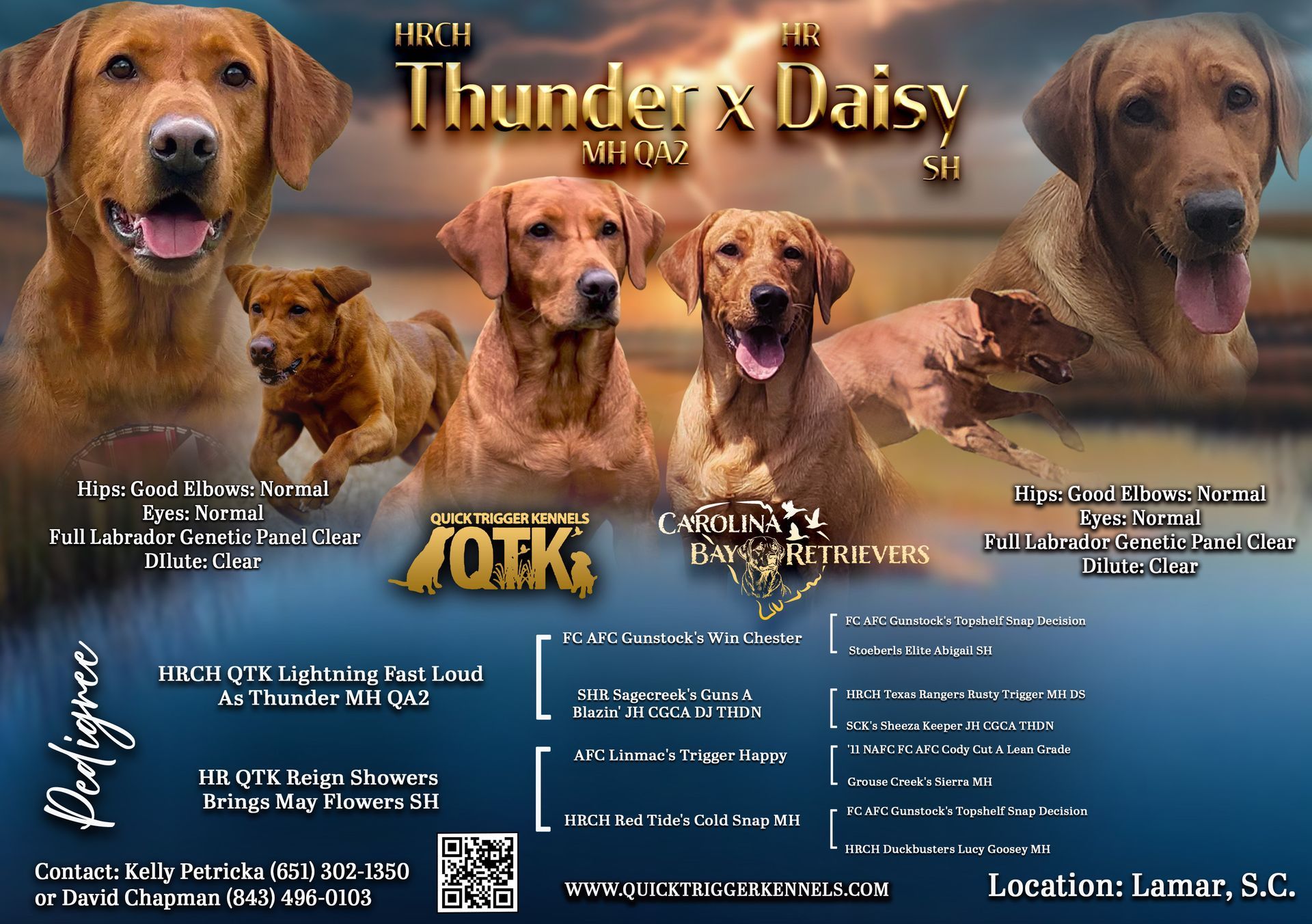 Promotional poster: Labrador breeding pair Thunder x Daisy with pedigree and pups. Location: Lamar, S.C.