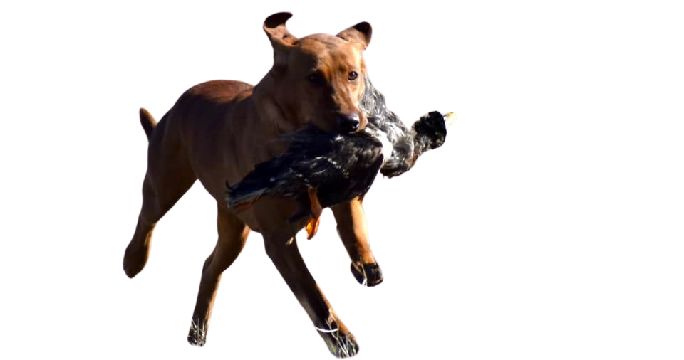 Brown dog running with a dark duck in its mouth.