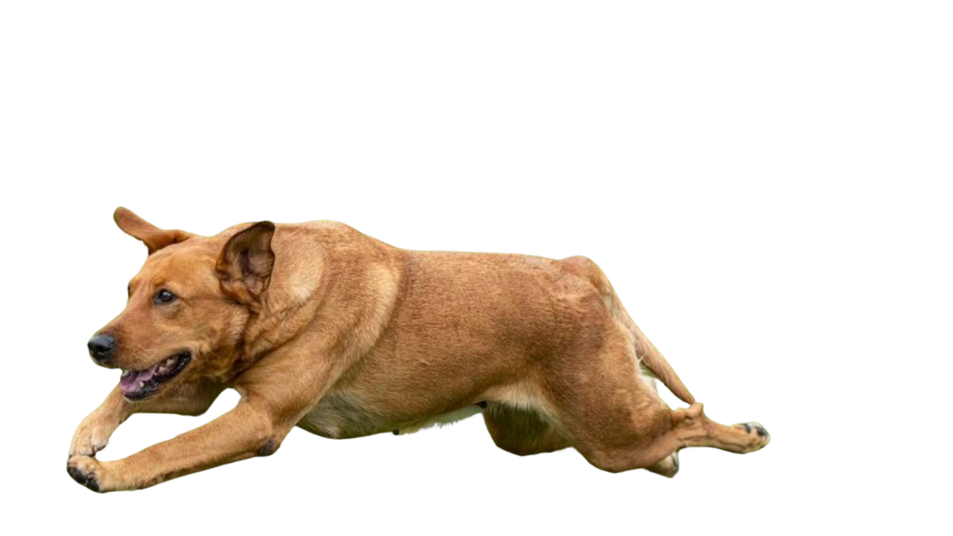 Brown dog running on grass, mouth open, ears back.