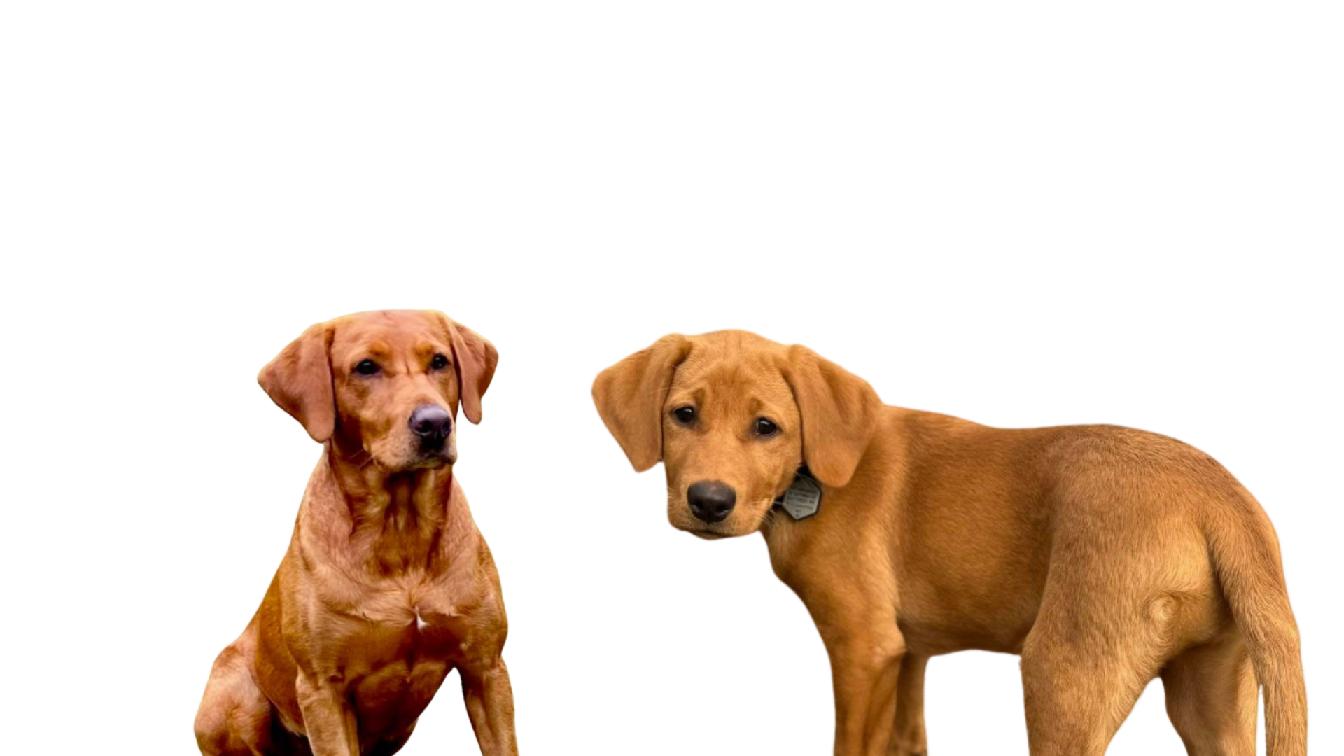 Two brown dogs on white background, one sitting, one looking at the camera.