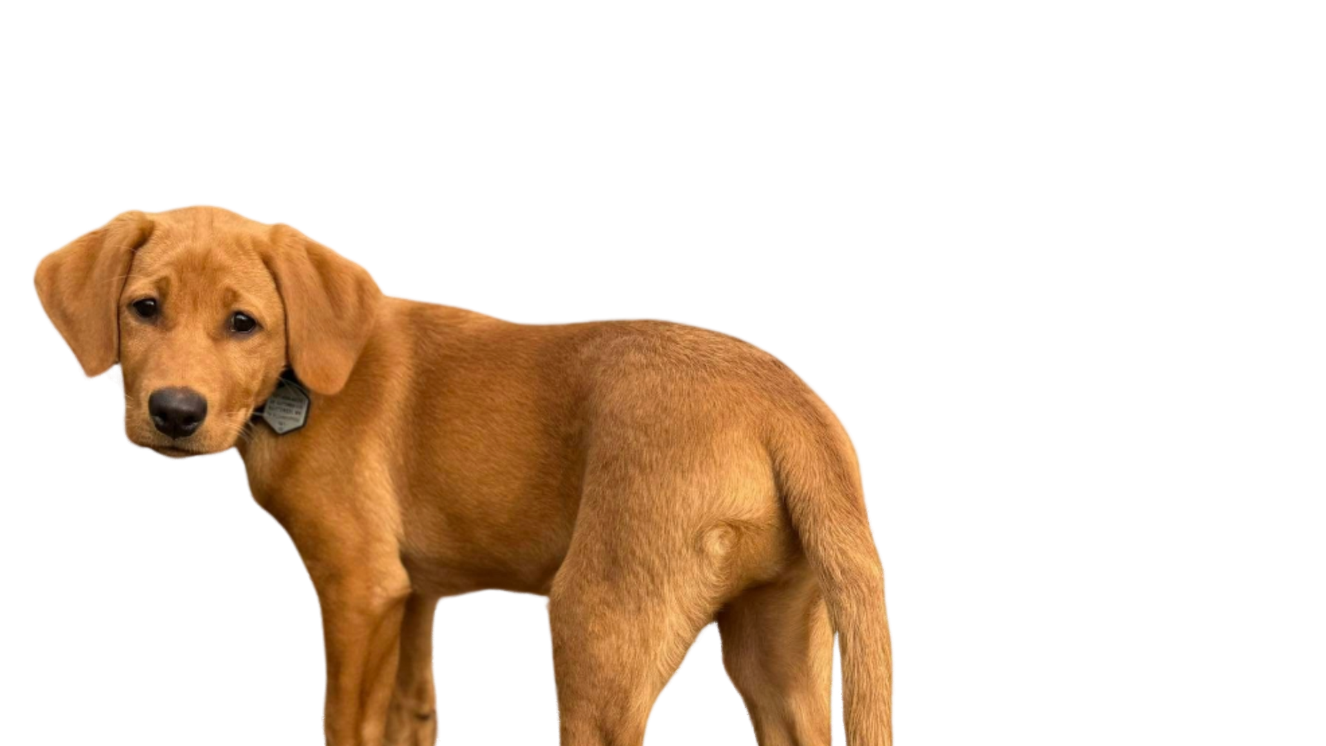 Golden-brown dog looking over its shoulder; white background.