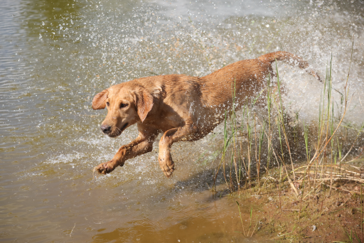 Golden dog leaping from water, creating splash, near grassy bank.