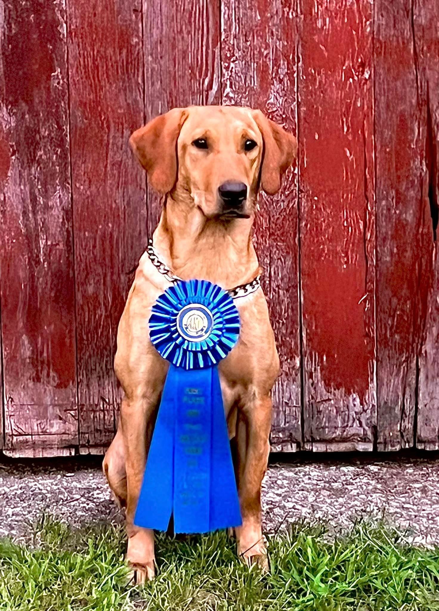 Yellow Labrador dog wearing blue ribbon in front of a red barn door.
