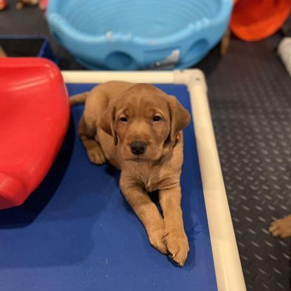 Brown puppy lying on a blue mat, looking at the camera.