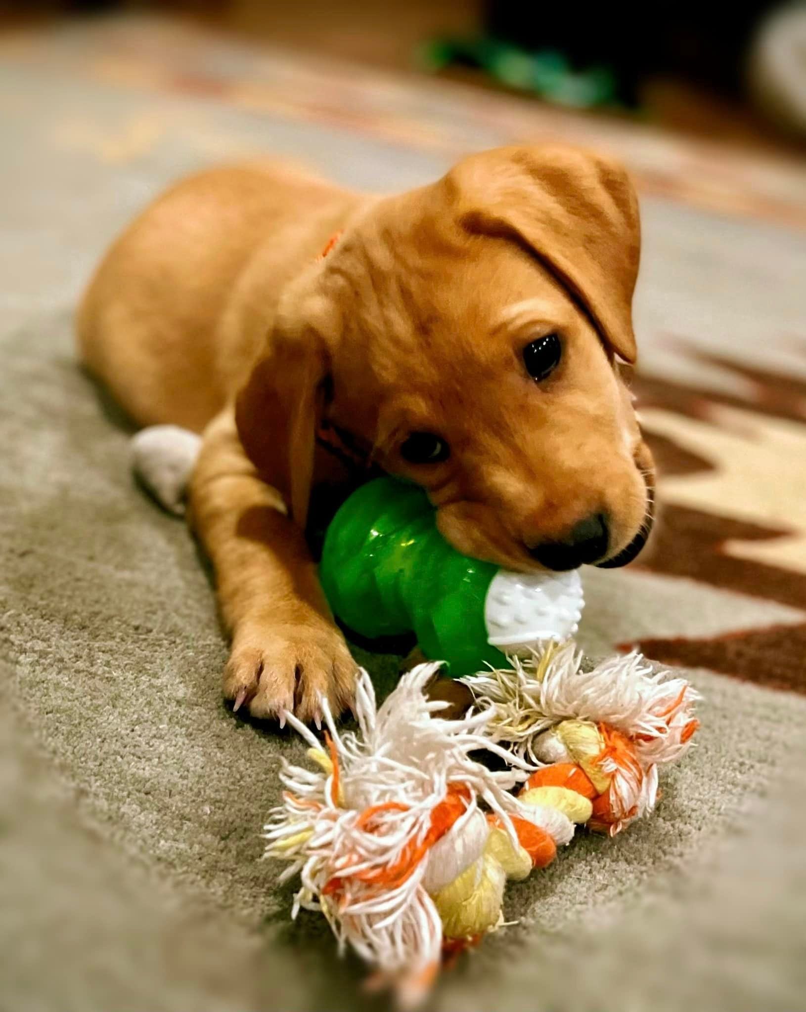 Golden puppy chews on a green toy with a rope, lying on a patterned rug.
