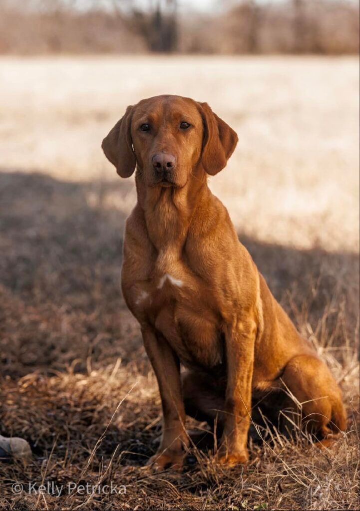 Reddish-brown Vizsla dog sitting attentively in a field of dry grass, under sparse sunlight.