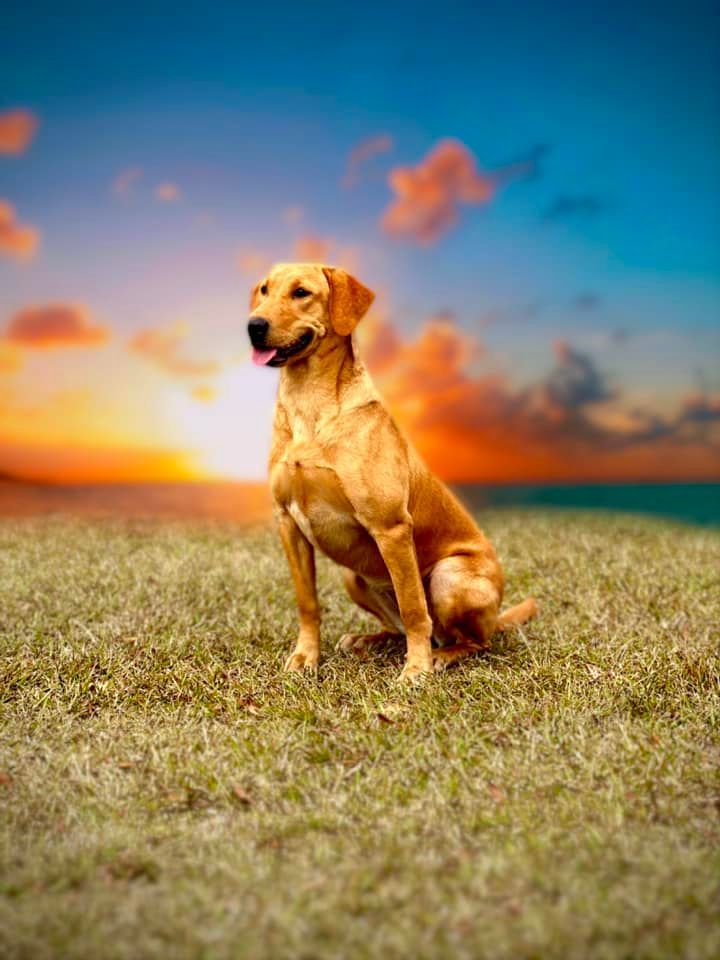 Yellow Labrador retriever sitting on grass, looking towards the sunset. Sky is blue and orange.