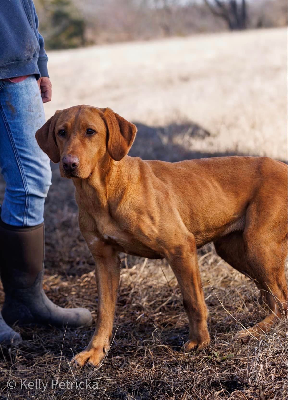 Brown dog standing next to a person in jeans and boots in a field.