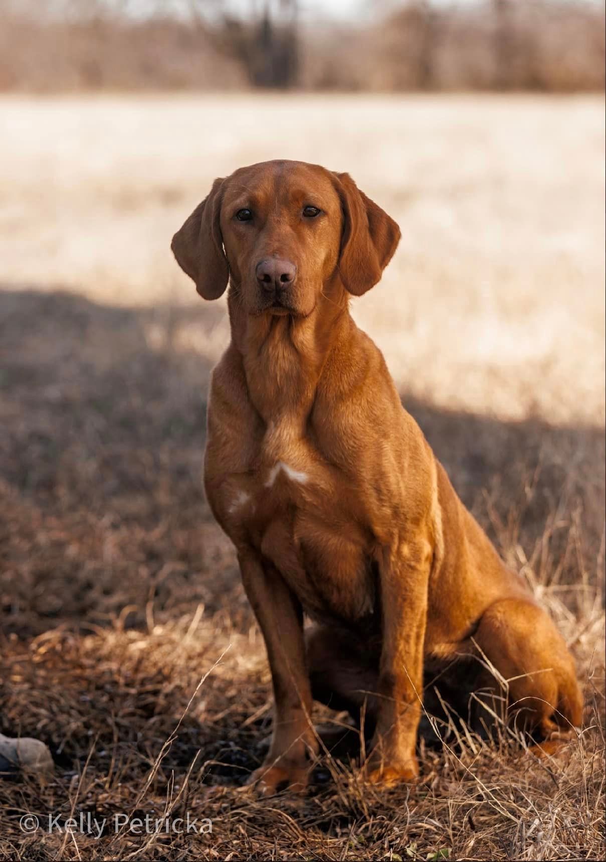 Red-coated Vizsla dog sits attentively outdoors, with focused gaze, in front of a field.