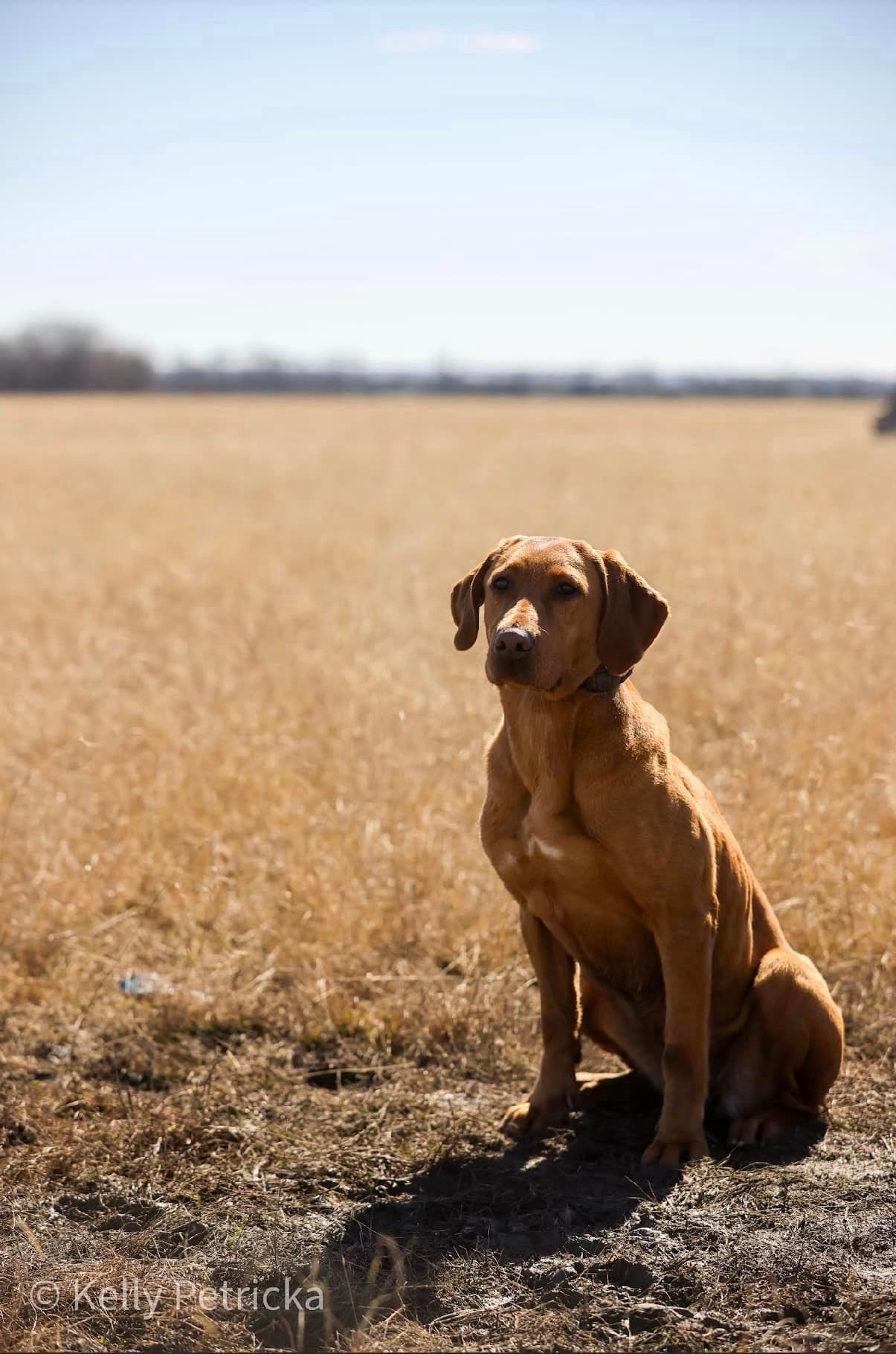 Brown dog sitting attentively in a field of dry grass under a clear blue sky.