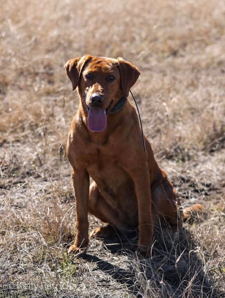 Brown Labrador retriever sitting in dry grass, tongue out.
