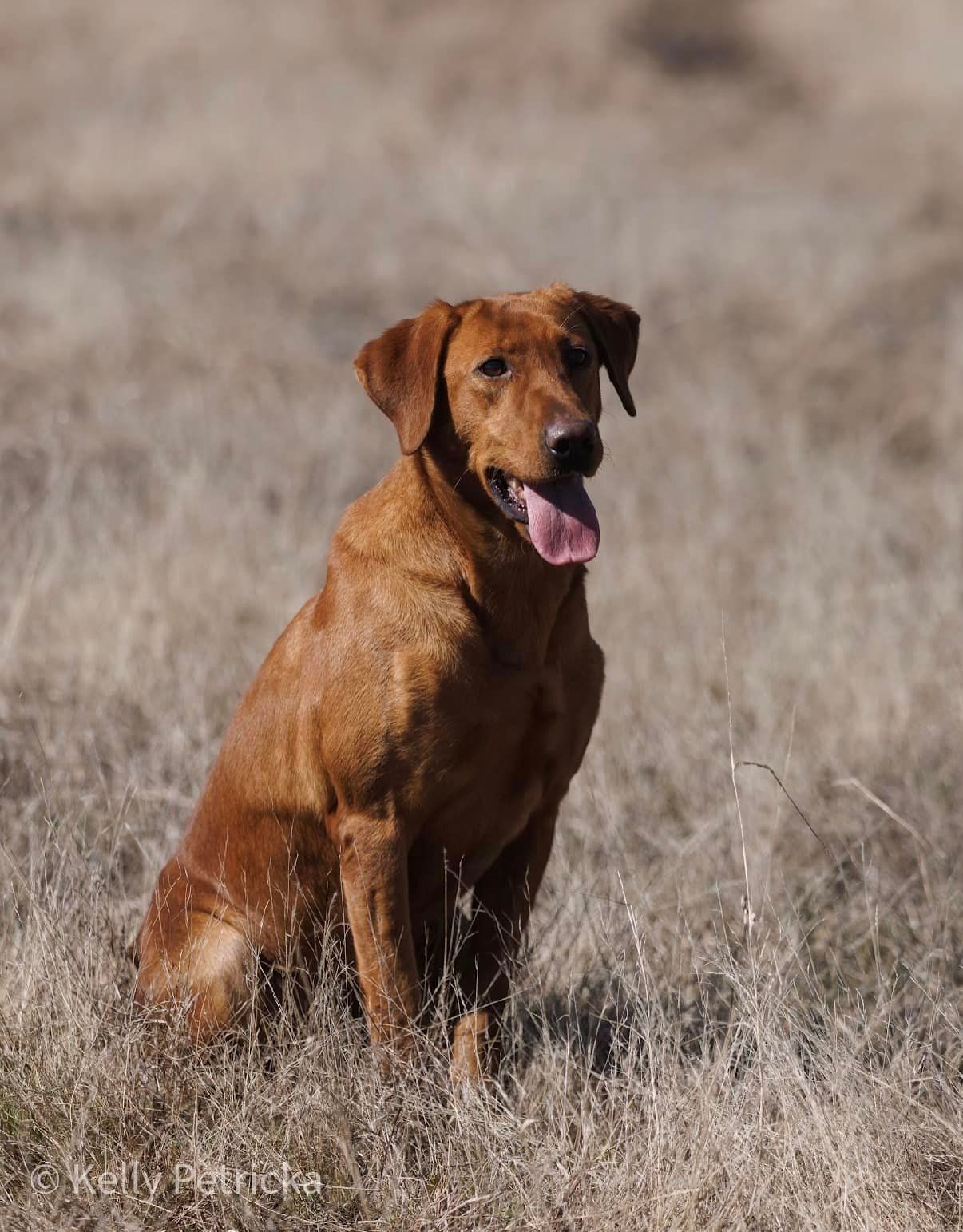 Red-coated Labrador Retriever sits in tall, dry grass with tongue out, outdoors.