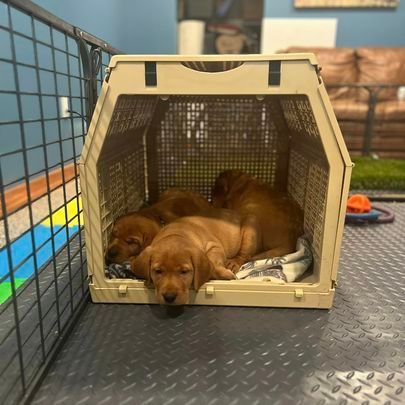 Three sleeping puppies in a tan crate indoors.
