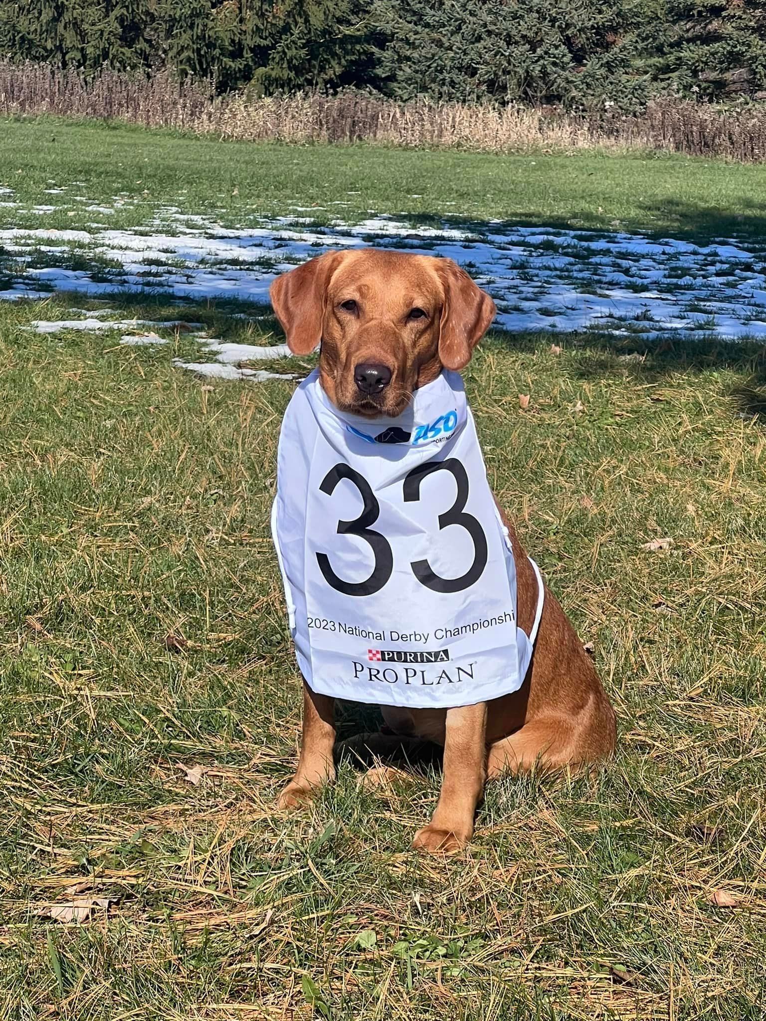 Golden Lab sitting on grass wearing a bib with the number 33.