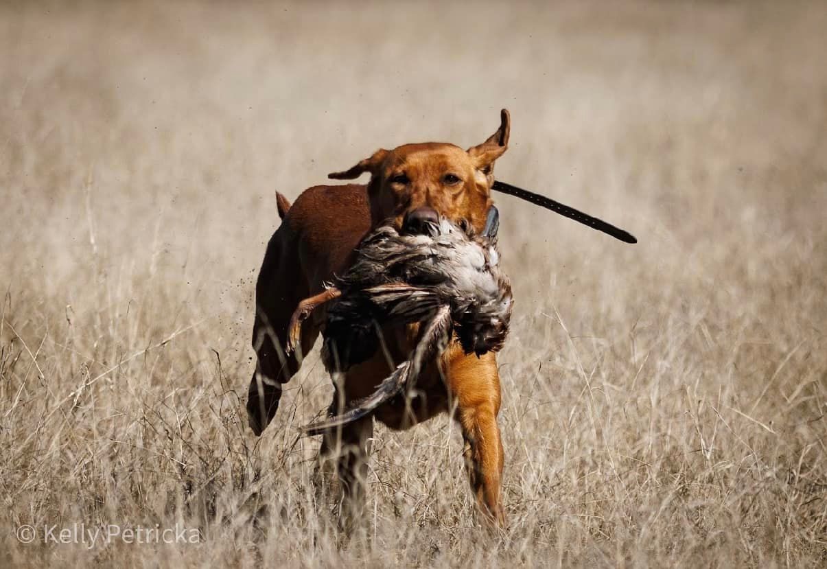 Dog, reddish-brown fur, runs through tall grass carrying a bird.