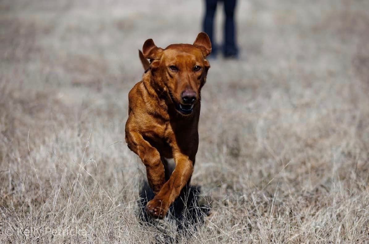 Red dog running towards the camera in a field.