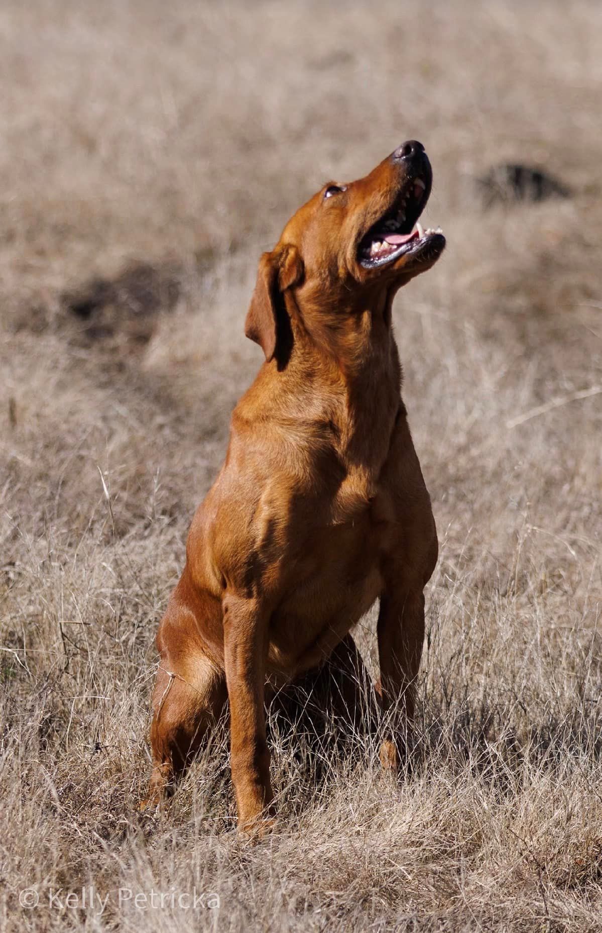 Red Labrador retriever sits in dry grass, looking upwards with mouth open.