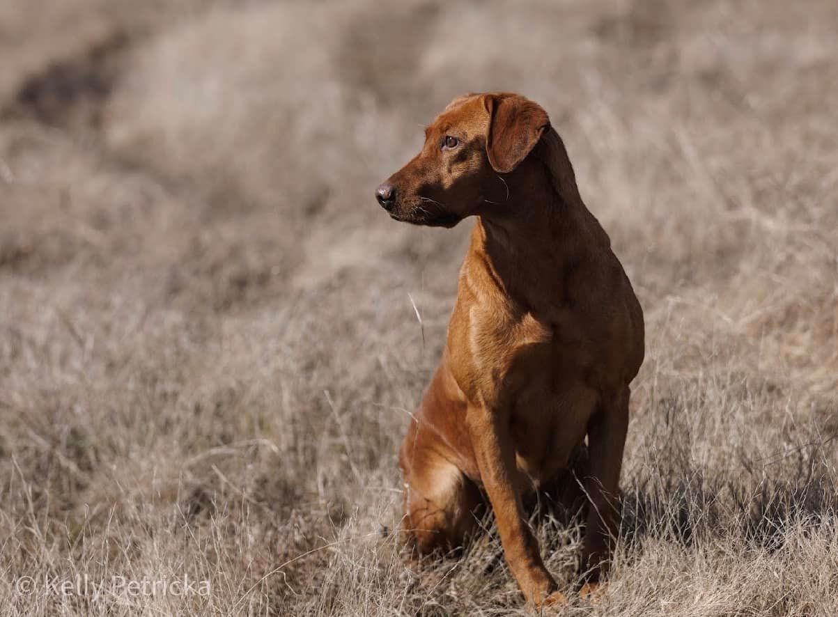 A brown Rhodesian Ridgeback dog sits in a field of dry grass, looking to the side.