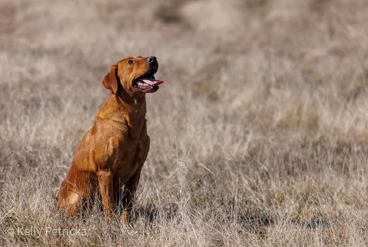 Golden Labrador sits in tall, dry grass, looking upwards with its tongue out.