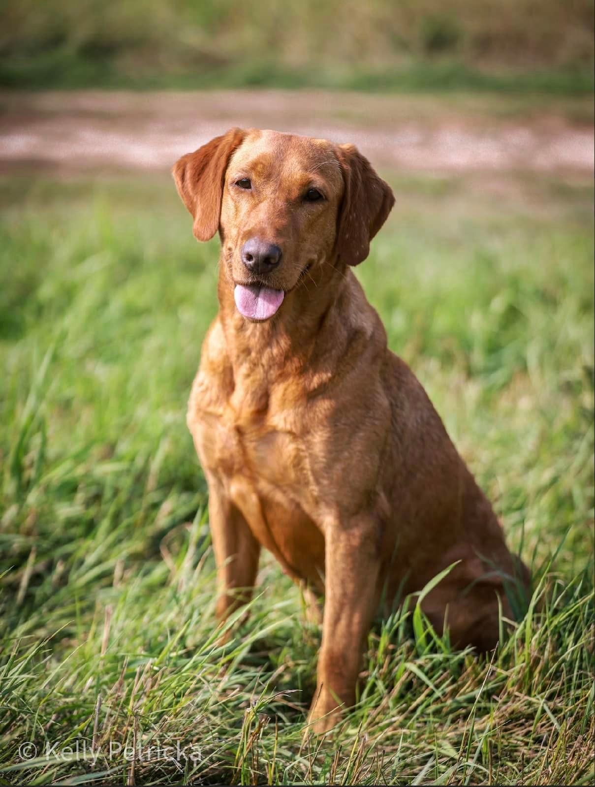A brown Labrador retriever sits in green grass with its tongue out.