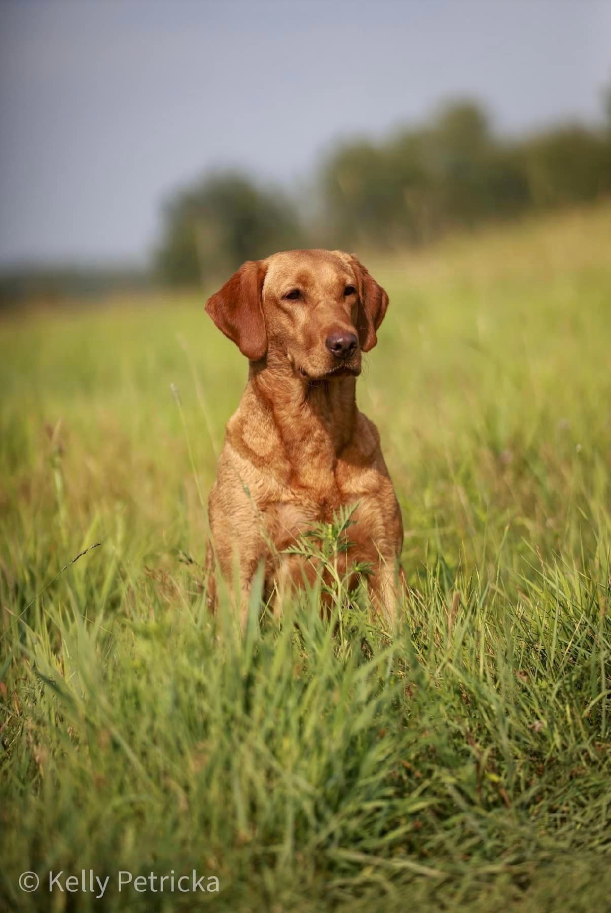 Red-coated Labrador Retriever sits in tall green grass, looking alertly ahead in a field.