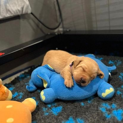 Golden puppy asleep on a blue elephant toy inside a dark pen.