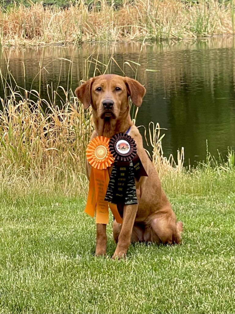 Red Labrador dog sitting on grass with ribbons in front of a lake.