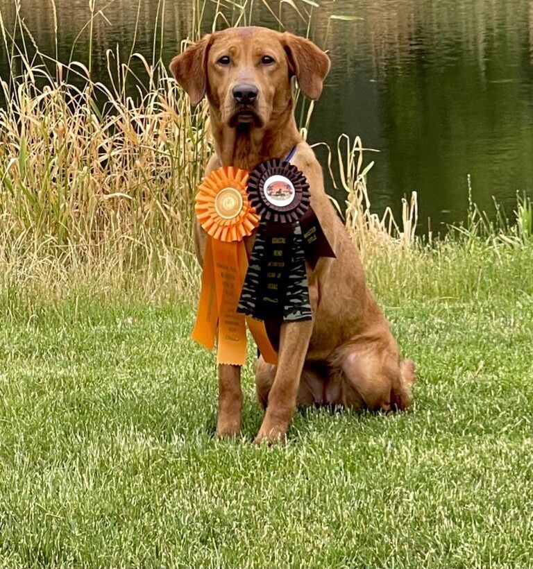 Golden Labrador with orange and black ribbons, sitting in grass near water.
