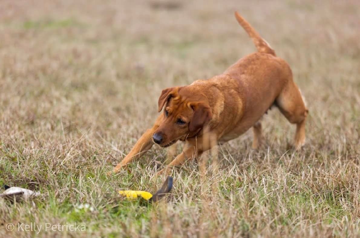 Golden Lab, mid-stride, lunging for a bird toy in a grassy field.